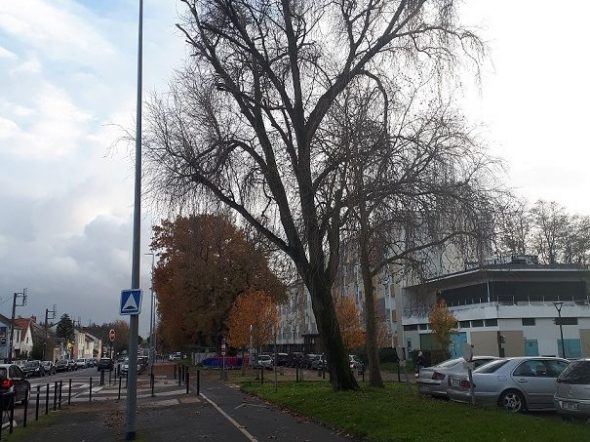 Diagnostic du patrimoine arboricole